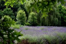 lavender fields.jpg
